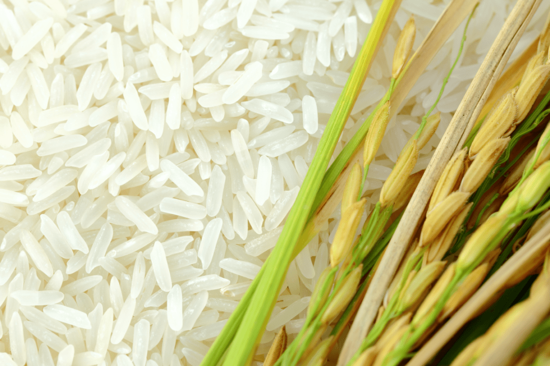 چطور برنج ایرانی را از برنج خارجی تشخیص دهیم؟